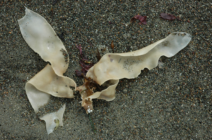 Moonstone Beach 014.jpg